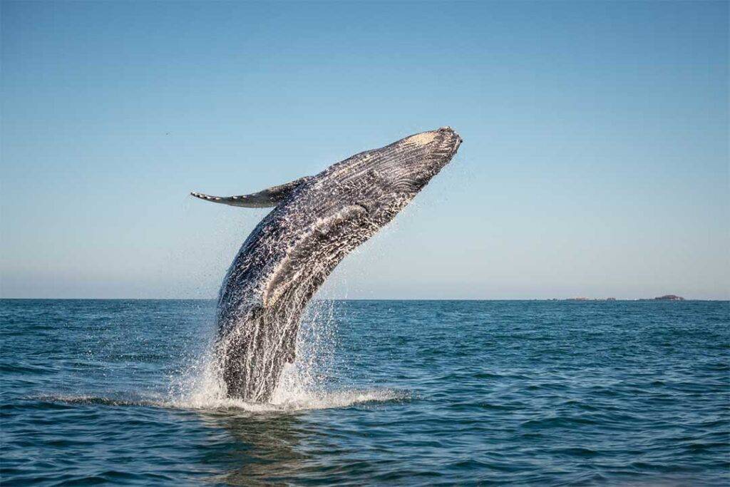 Tour per avvistare le balene in Islanda