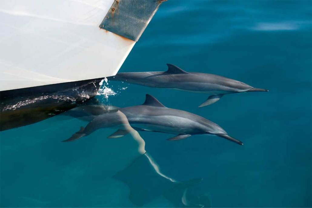 Tour delfini Peniche