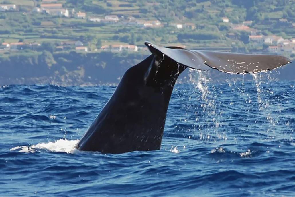 Avvistamento balene Terceira Azzorre